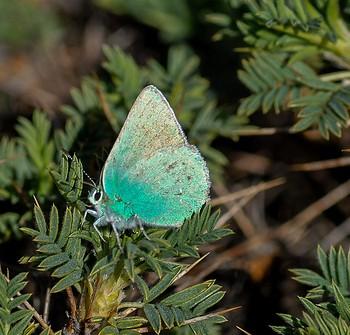 Callophrys paulae