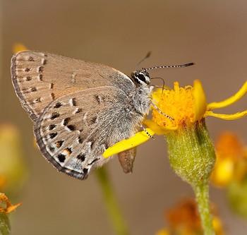 Satyrium behrii