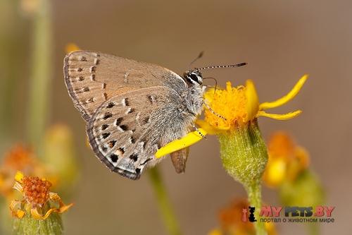 Satyrium behrii