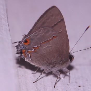 Electrostrymon mathewi