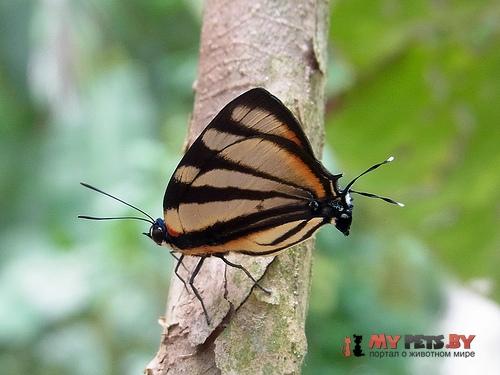 Panthiades phaleros