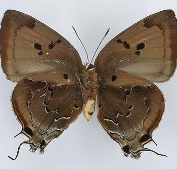 Atlides rustan