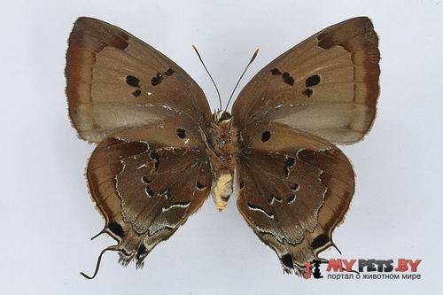 Atlides rustan