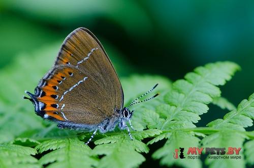 Satyrium pruni, Хвостатка черемуховая