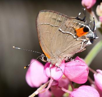 Electrostrymon angerona