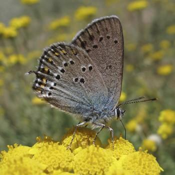 Satyrium ledereri