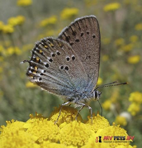 Satyrium ledereri