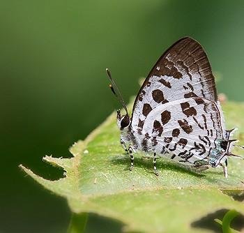 Drupadia scaeva