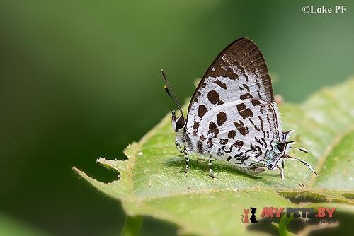 Drupadia scaeva