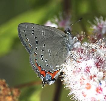 Satyrium acadica