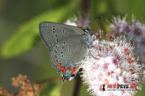 Satyrium acadica