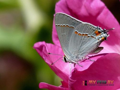 Strymon melinus