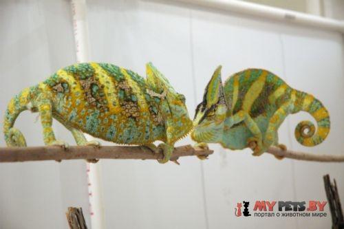 Chamaeleo calyptratus