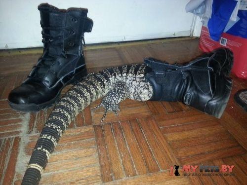 забавные животные