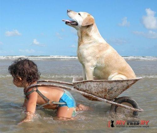 забавные животные