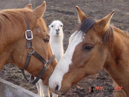 забавные животные