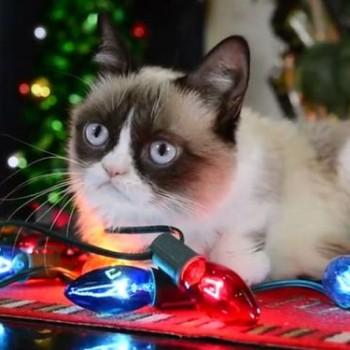 Котики-мемы представили в Голливуде рождественское видео со своим участием