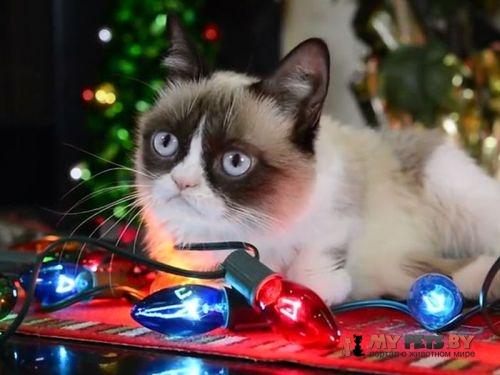 Котики-мемы