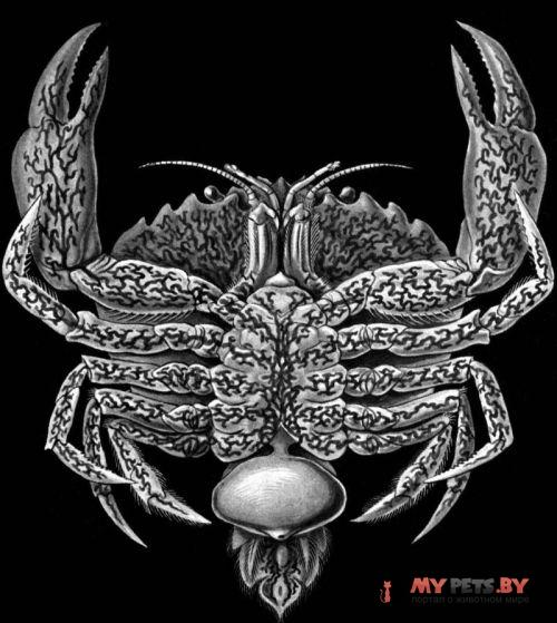 Rhizocephala