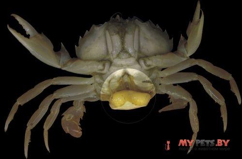 Rhizocephala