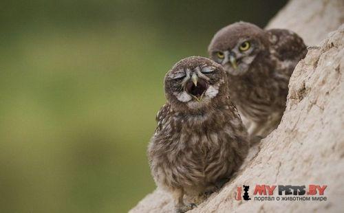 забавные животные