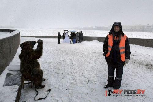 забавные животные