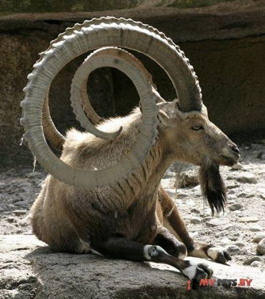 забавные животные