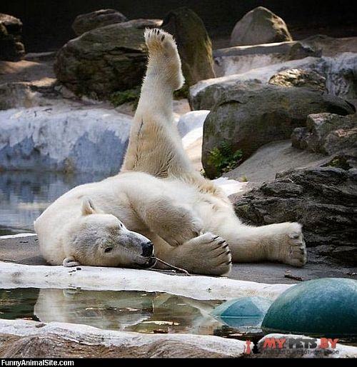 Животные и йога