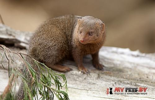 dwarf mongoose