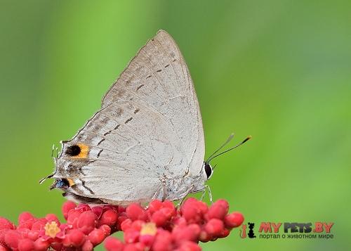 Tajuria cippus