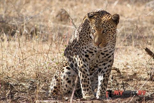 Panthera Pardus