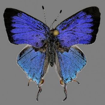 Hemiolaus ceres