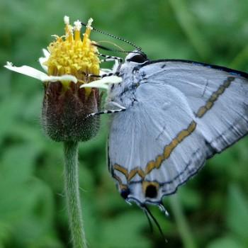 Paradeudorix eleala