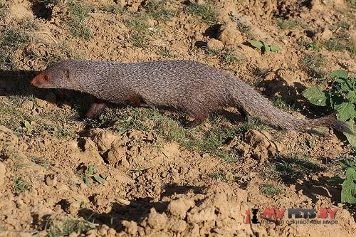 Herpestes smithii
