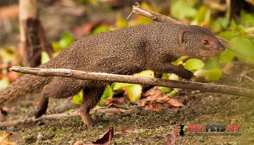 Herpestes edwardsi