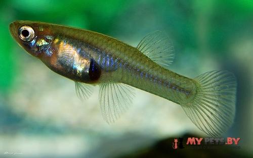 Gambusia hubbsi