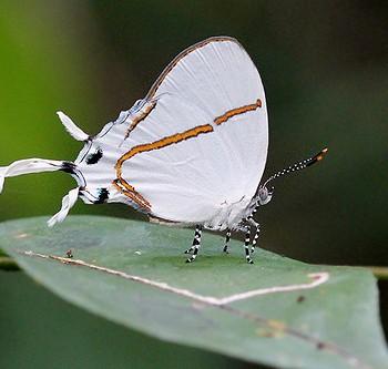 Oxylides faunus