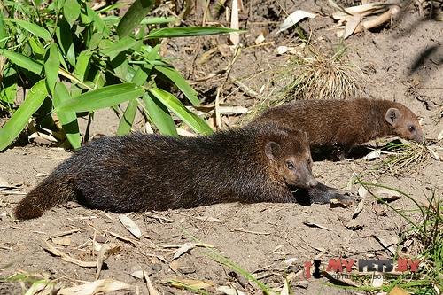 Crossarchus obscurus