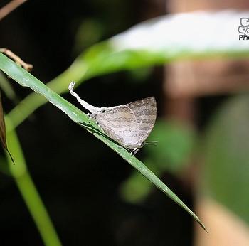 Neomyrina nivea