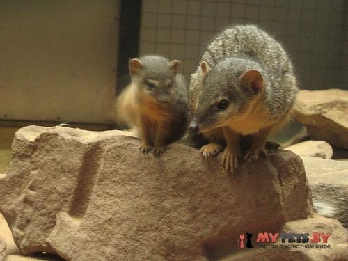 Long-nosed Mongoose