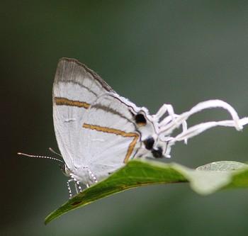 Hypolycaena hatita