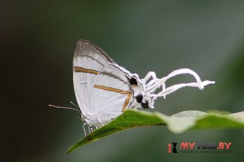 Hypolycaena hatita
