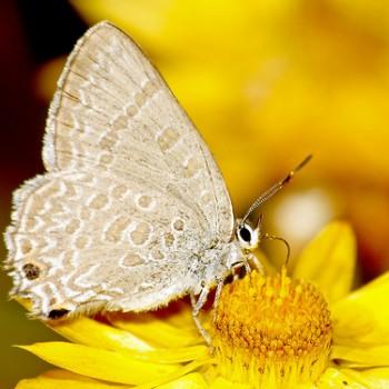 Jalmenus icilius
