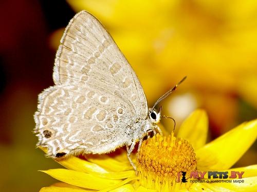 Jalmenus icilius