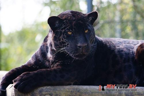 Panthera onca