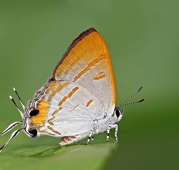 Hypolycaena thecloides