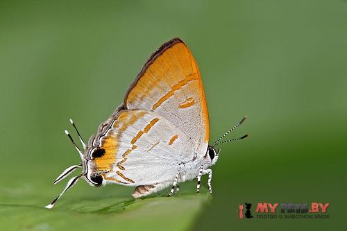 Hypolycaena thecloides