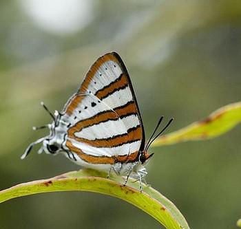 Iolaus diametra