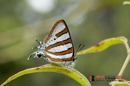 Iolaus diametra