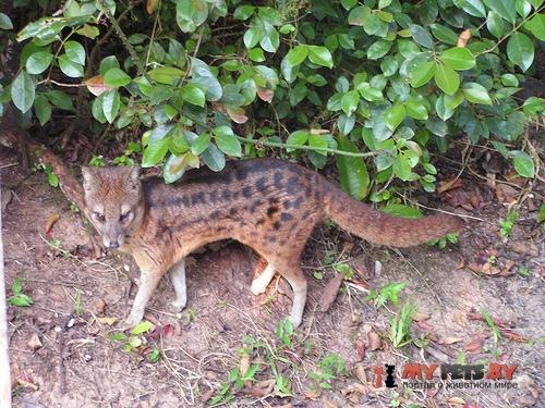 Malagasy